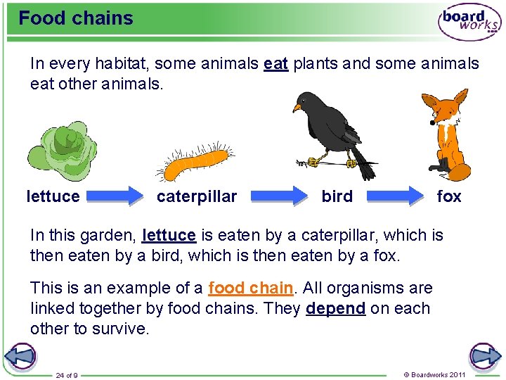 Food chains In every habitat, some animals eat plants and some animals eat other