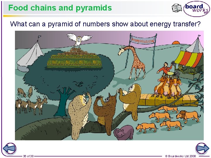Food chains and pyramids What can a pyramid of numbers show about energy transfer?