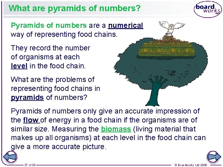 What are pyramids of numbers? Pyramids of numbers are a numerical way of representing