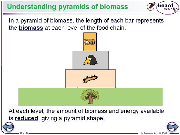 Understanding pyramids of biomass In a pyramid of biomass, the length of each bar