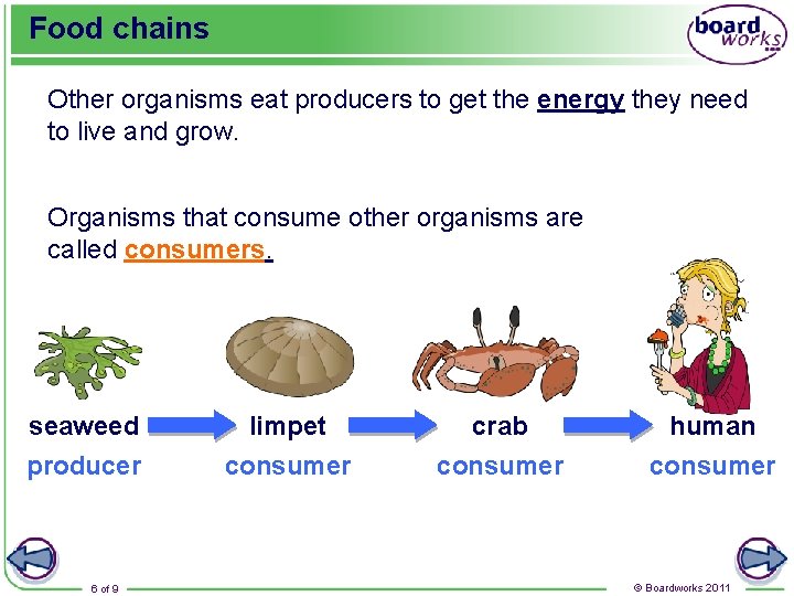 Food chains Other organisms eat producers to get the energy they need to live