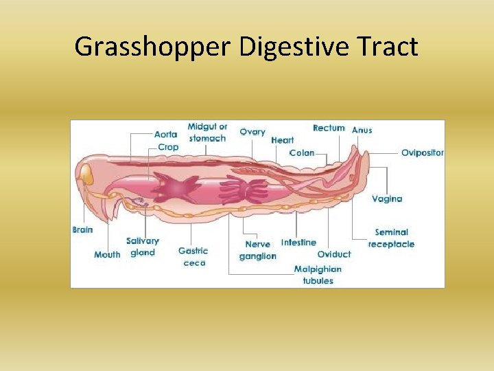 Grasshopper Digestive Tract Grasshopper Digestive Tract