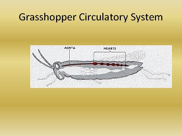 Grasshopper Circulatory System Grasshopper Circulatory System