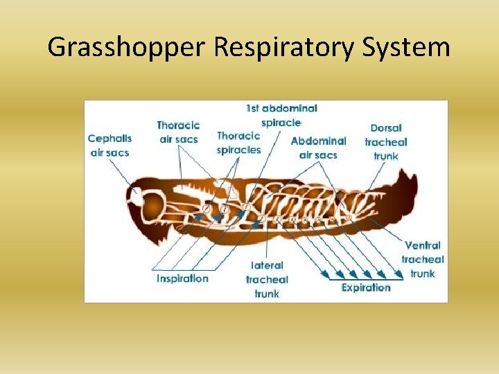 Grasshopper Respiratory System Grasshopper Respiratory System