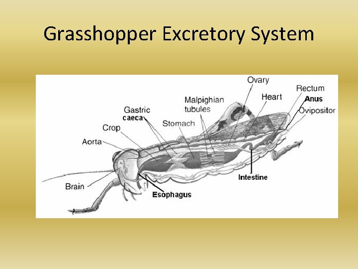 Grasshopper Excretory System Grasshopper Excretory System