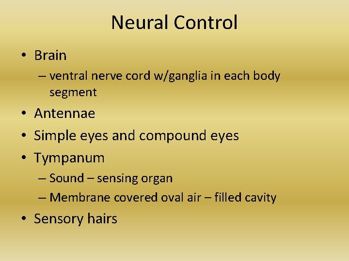 Neural Control • Brain – ventral nerve cord w/ganglia in each body segment • Neural Control • Brain – ventral nerve cord w/ganglia in each body segment •