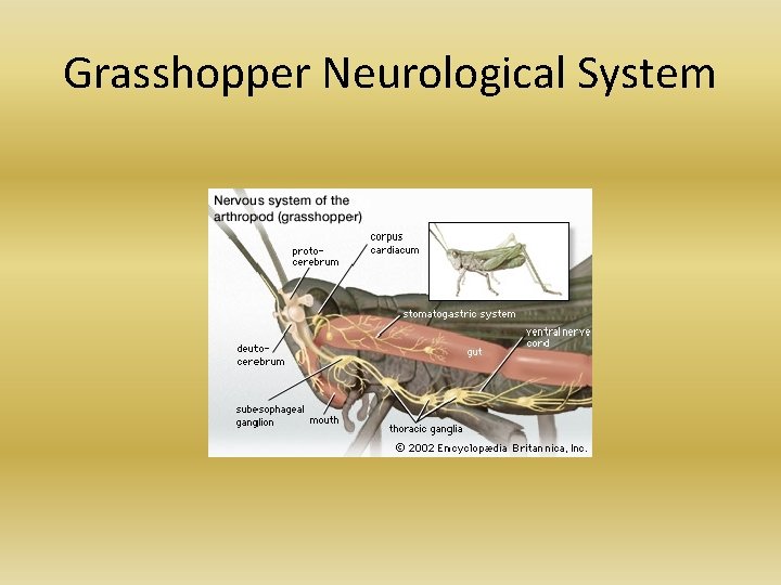 Grasshopper Neurological System Grasshopper Neurological System