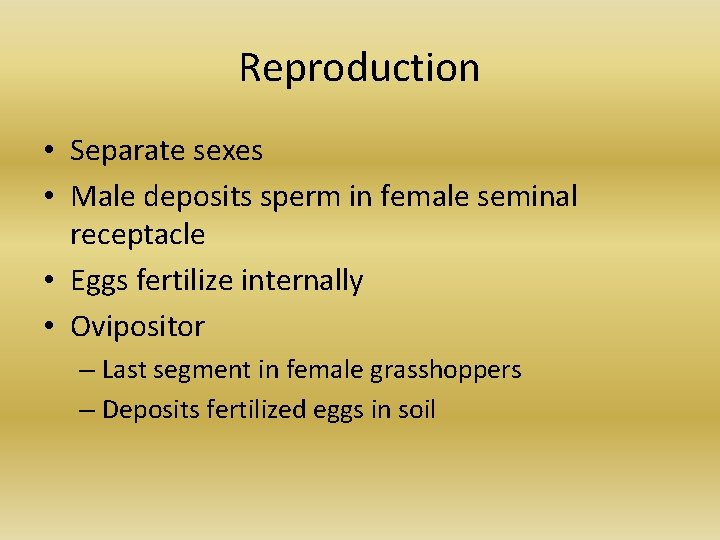 Reproduction • Separate sexes • Male deposits sperm in female seminal receptacle • Eggs Reproduction • Separate sexes • Male deposits sperm in female seminal receptacle • Eggs