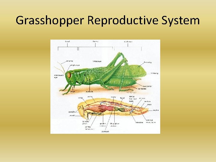 Grasshopper Reproductive System Grasshopper Reproductive System
