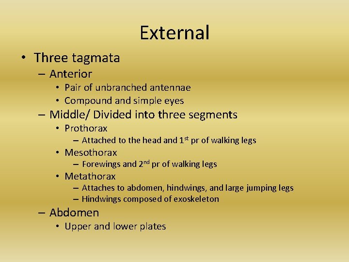 External • Three tagmata – Anterior • Pair of unbranched antennae • Compound and External • Three tagmata – Anterior • Pair of unbranched antennae • Compound and