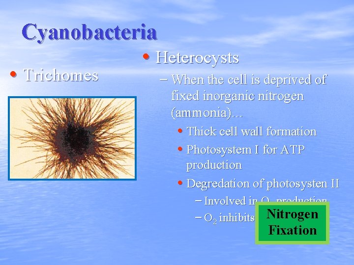 Cyanobacteria • Heterocysts • Trichomes – When the cell is deprived of fixed inorganic