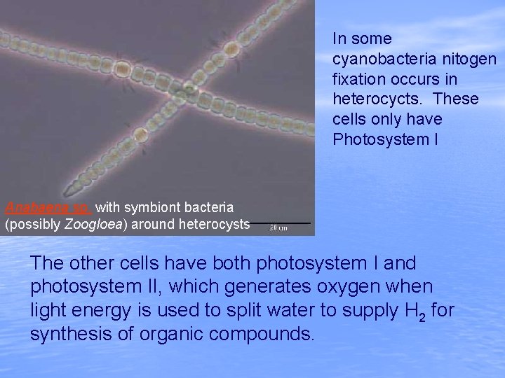 Anabaena with heterocysts In some cyanobacteria nitogen fixation occurs in heterocycts. These cells only