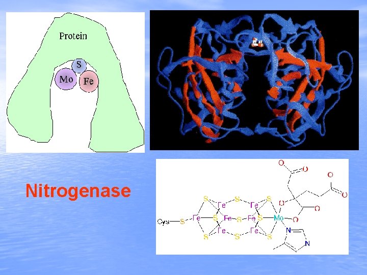 Nitrogenase 