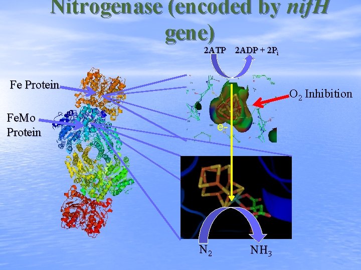 Nitrogenase (encoded by nif. H gene) 2 ATP 2 ADP + 2 Pi Fe