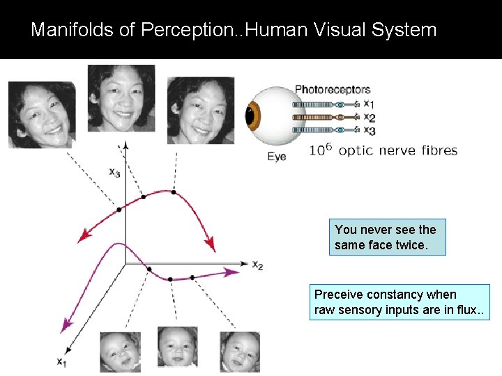 Manifolds of Perception. . Human Visual System You never see the same face twice.