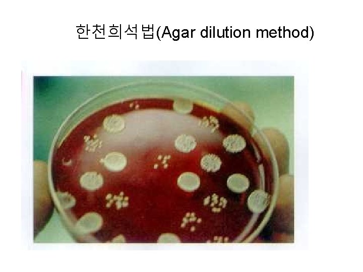 한천희석법(Agar dilution method) 