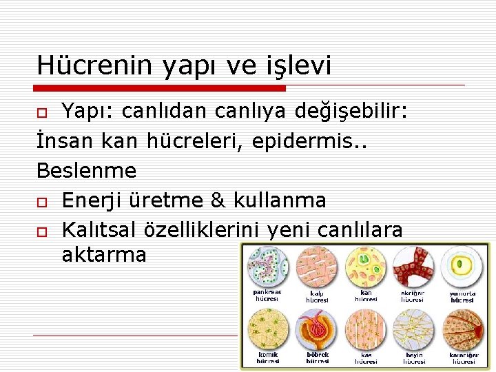 Hücrenin yapı ve işlevi Yapı: canlıdan canlıya değişebilir: İnsan kan hücreleri, epidermis. . Beslenme