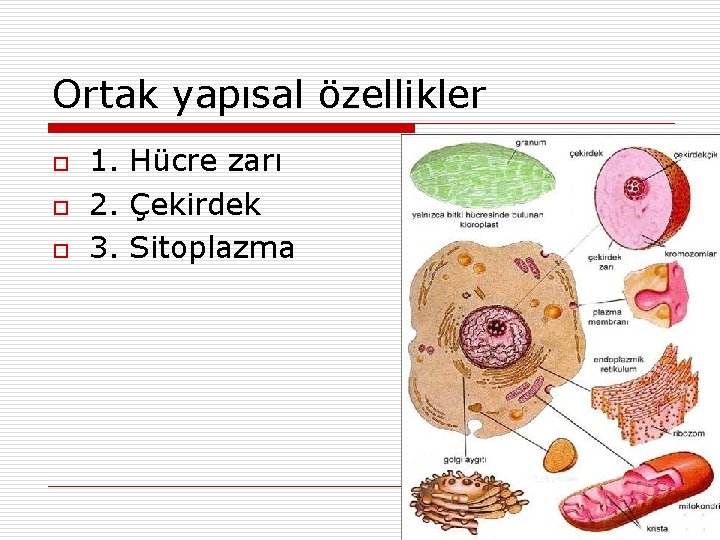 Ortak yapısal özellikler o o o 1. Hücre zarı 2. Çekirdek 3. Sitoplazma 