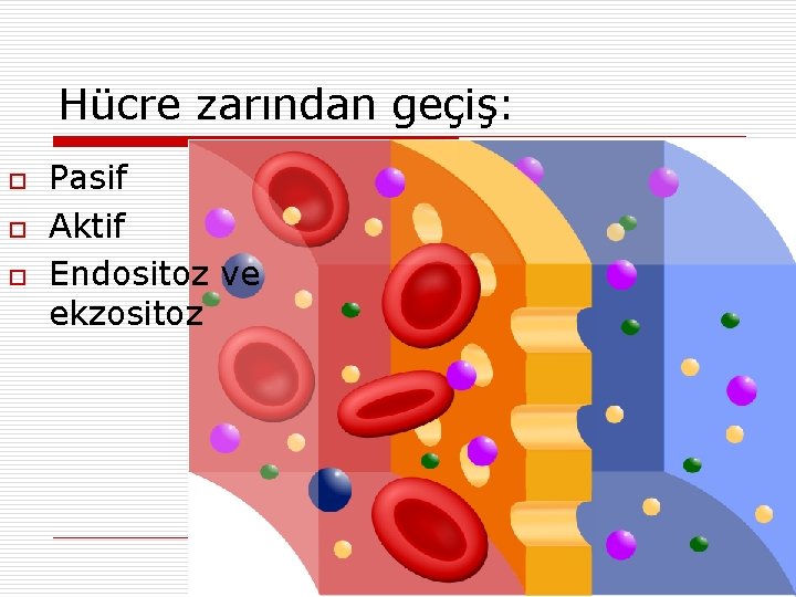 Hücre zarından geçiş: o o o Pasif Aktif Endositoz ve ekzositoz 