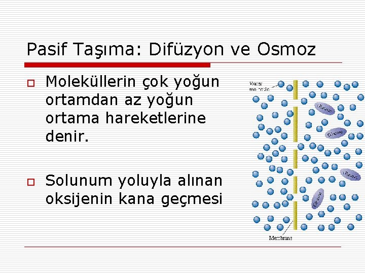 Pasif Taşıma: Difüzyon ve Osmoz o o Moleküllerin çok yoğun ortamdan az yoğun ortama