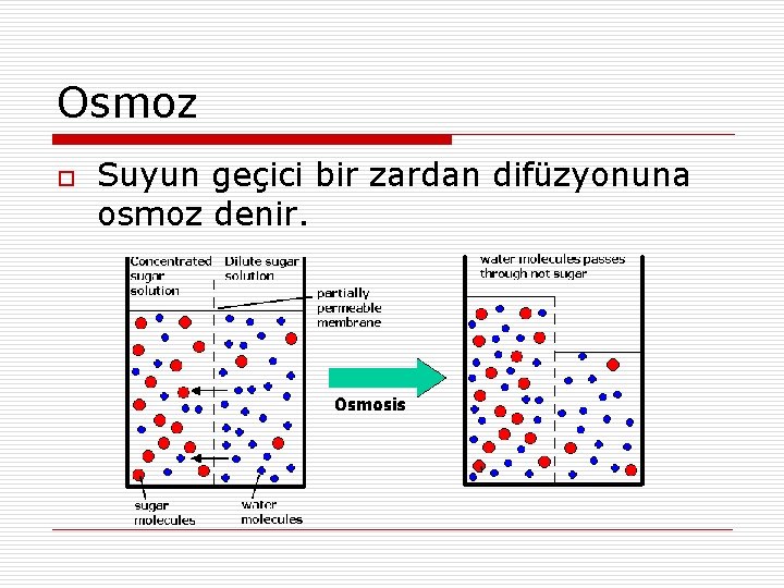 Osmoz o Suyun geçici bir zardan difüzyonuna osmoz denir. 