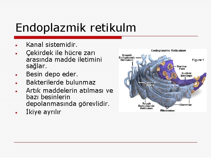 Endoplazmik retikulm • • • Kanal sistemidir. Çekirdek ile hücre zarı arasında madde iletimini