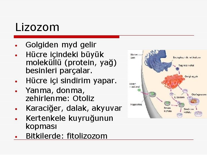 Lizozom • • Golgiden myd gelir Hücre içindeki büyük moleküllü (protein, yağ) besinleri parçalar.