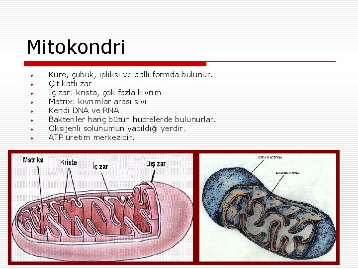 Mitokondri • • Küre, çubuk, ipliksi ve dallı formda bulunur. Çit katlı zar İç