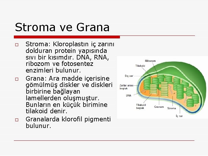 Stroma ve Grana o o o Stroma: Kloroplastın iç zarını dolduran protein yapısında sıvı