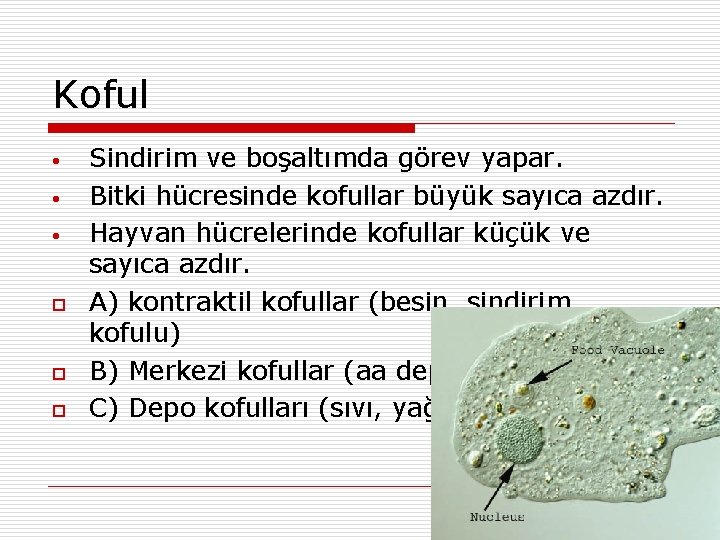 Koful • • • o o o Sindirim ve boşaltımda görev yapar. Bitki hücresinde