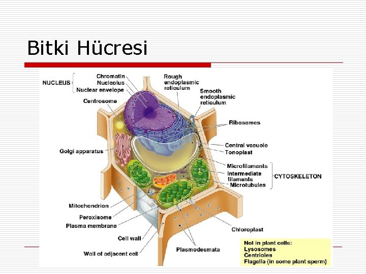 Bitki Hücresi 