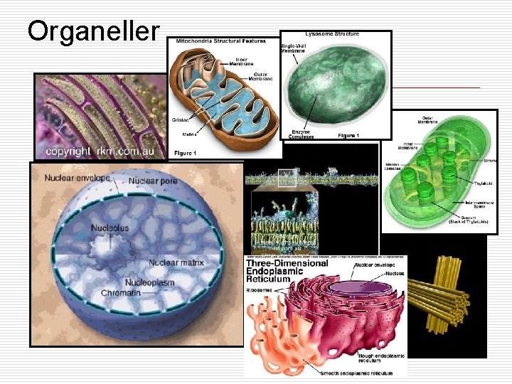 Organeller 