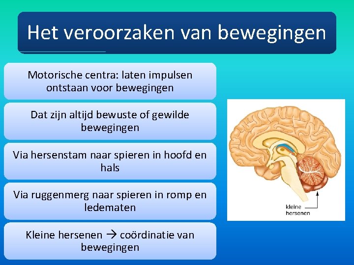 Het veroorzaken van bewegingen Motorische centra: laten impulsen ontstaan voor bewegingen Dat zijn altijd