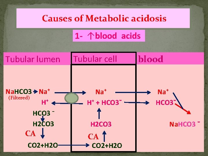 Causes of Metabolic acidosis 1 - ↑blood acids Tubular lumen Na. HCO 3 Na⁺