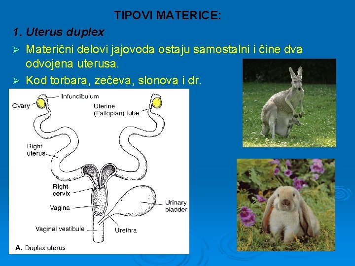  TIPOVI MATERICE: 1. Uterus duplex Ø Materični delovi jajovoda ostaju samostalni i čine