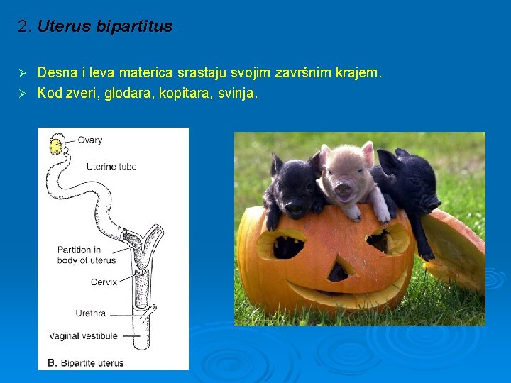 2. Uterus bipartitus Desna i leva materica srastaju svojim završnim krajem. Ø Kod zveri,