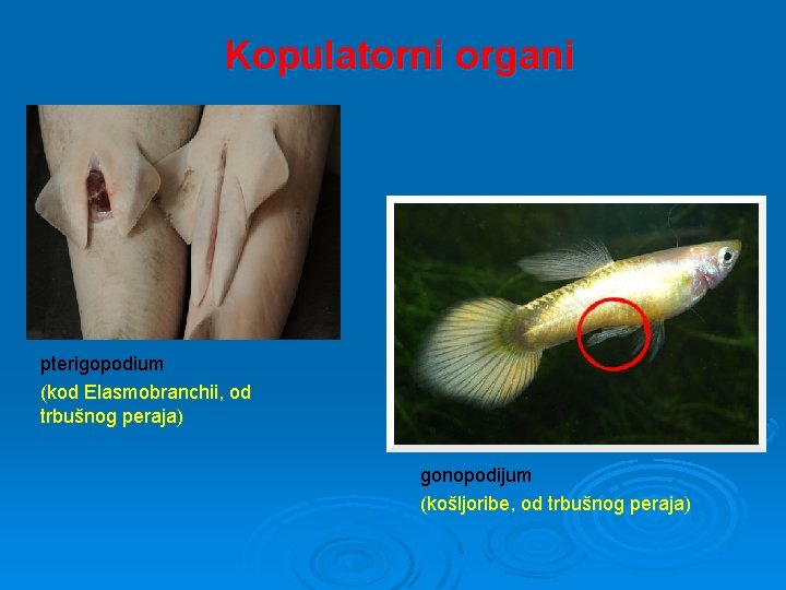 Kopulatorni organi pterigopodium (kod Elasmobranchii, od trbušnog peraja) gonopodijum (košljoribe, od trbušnog peraja) 