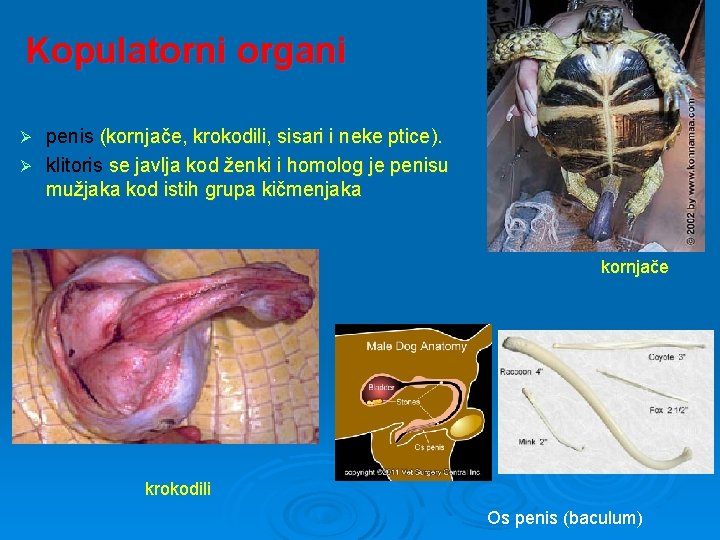 Kopulatorni organi penis (kornjače, krokodili, sisari i neke ptice). Ø klitoris se javlja kod
