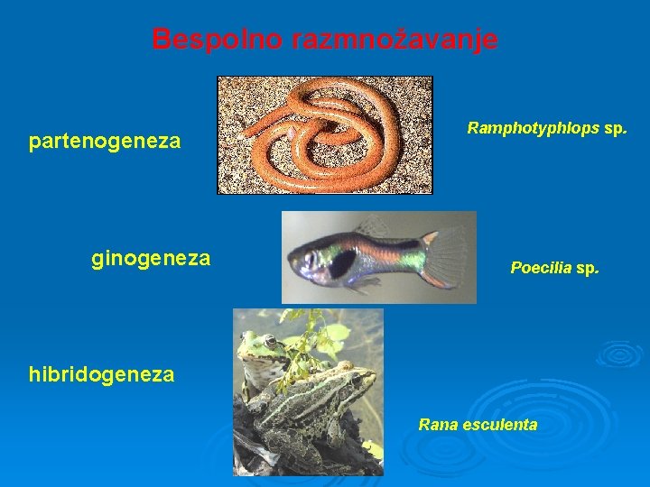 Bespolno razmnožavanje partenogeneza Ramphotyphlops sp. ginogeneza Poecilia sp. hibridogeneza Rana esculenta 