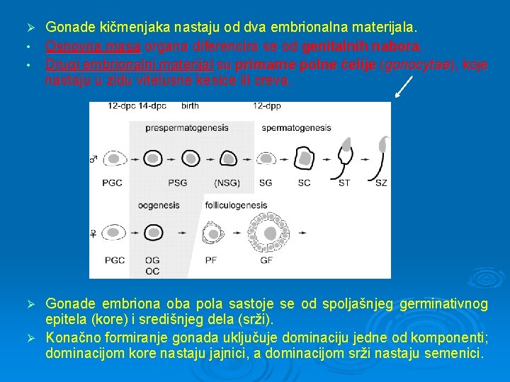 Ø • • Gonade kičmenjaka nastaju od dva embrionalna materijala. Osnovna masa organa diferencira