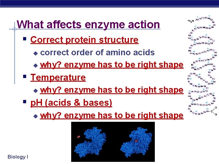 What affects enzyme action § Correct protein structure correct order of amino acids u