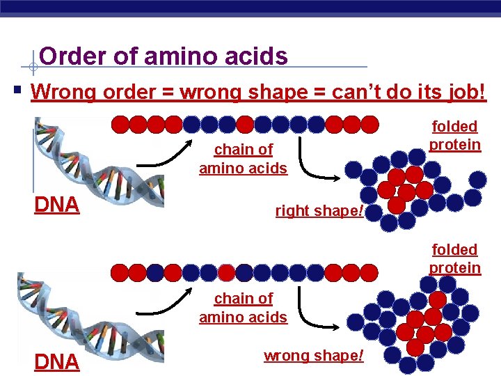 Order of amino acids § Wrong order = wrong shape = can’t do its