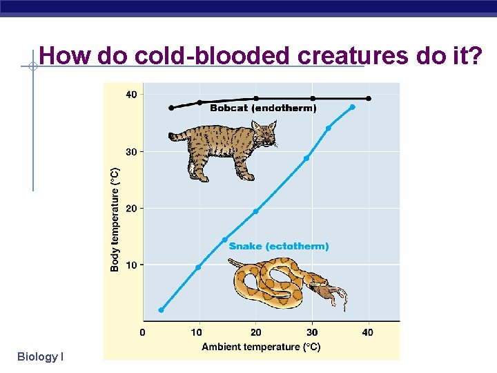 How do cold-blooded creatures do it? Biology I 
