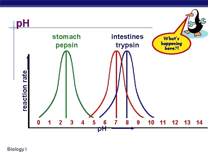 p. H intestines trypsin What’s happening here? ! reaction rate stomach pepsin 0 Biology