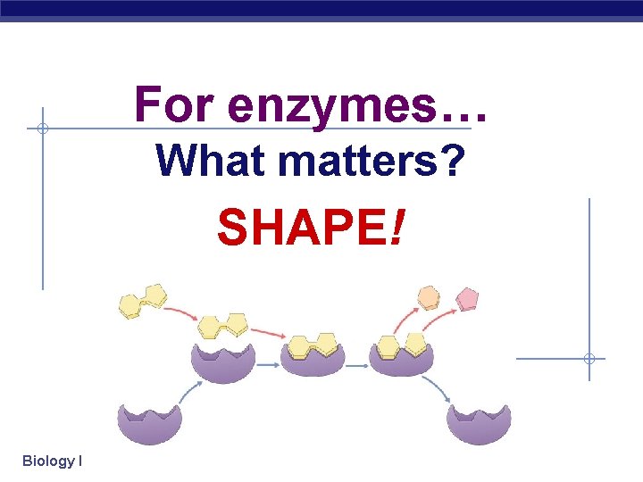 For enzymes… What matters? SHAPE! Biology I 