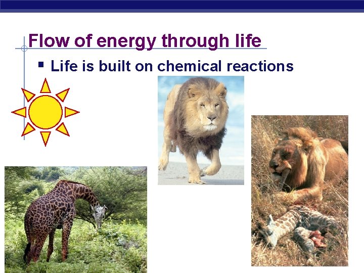 Flow of energy through life § Life is built on chemical reactions Biology I