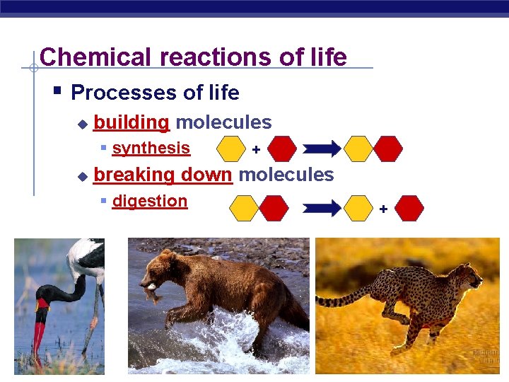 Chemical reactions of life § Processes of life u building molecules § synthesis u