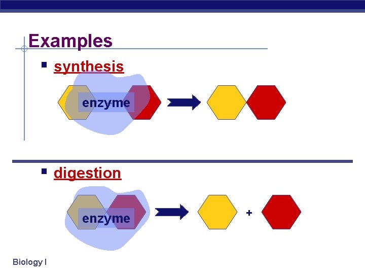 Examples § synthesis + enzyme § digestion enzyme Biology I + 