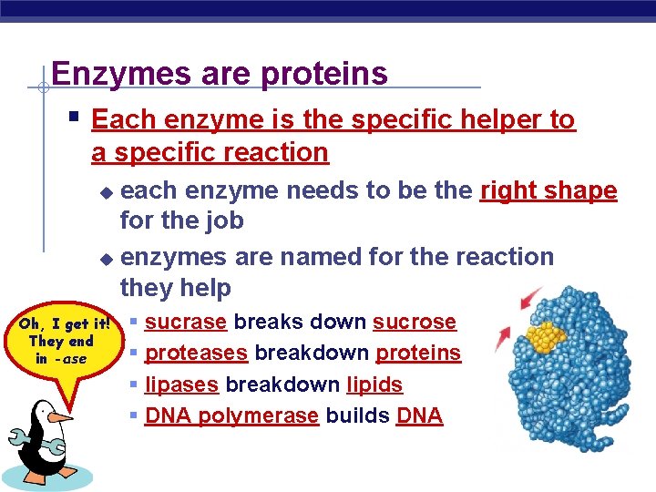 Enzymes are proteins § Each enzyme is the specific helper to a specific reaction