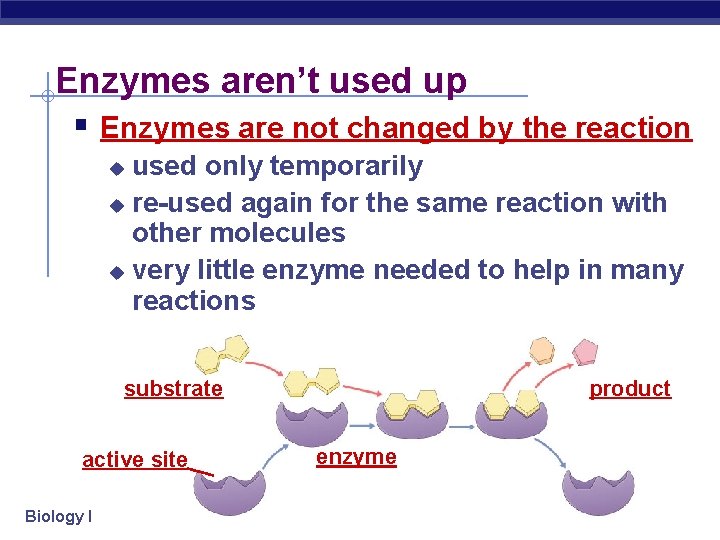 Enzymes aren’t used up § Enzymes are not changed by the reaction used only
